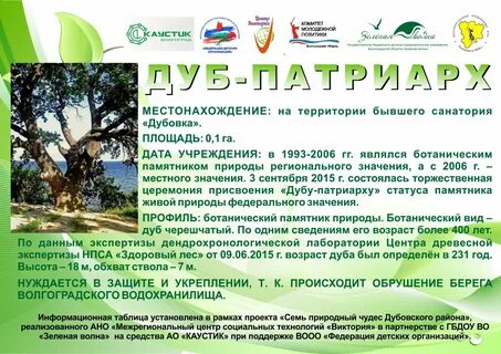 Возраст дуба