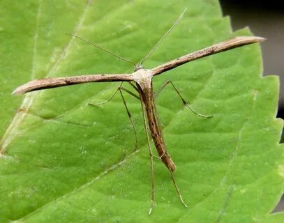 Emmelina monodactyla