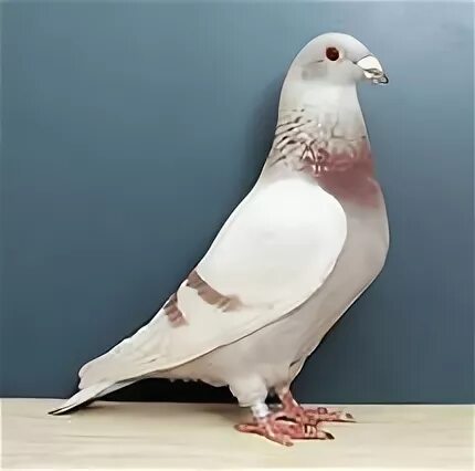 Pigeon silver