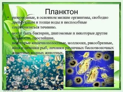 Мельчайшие организмы
