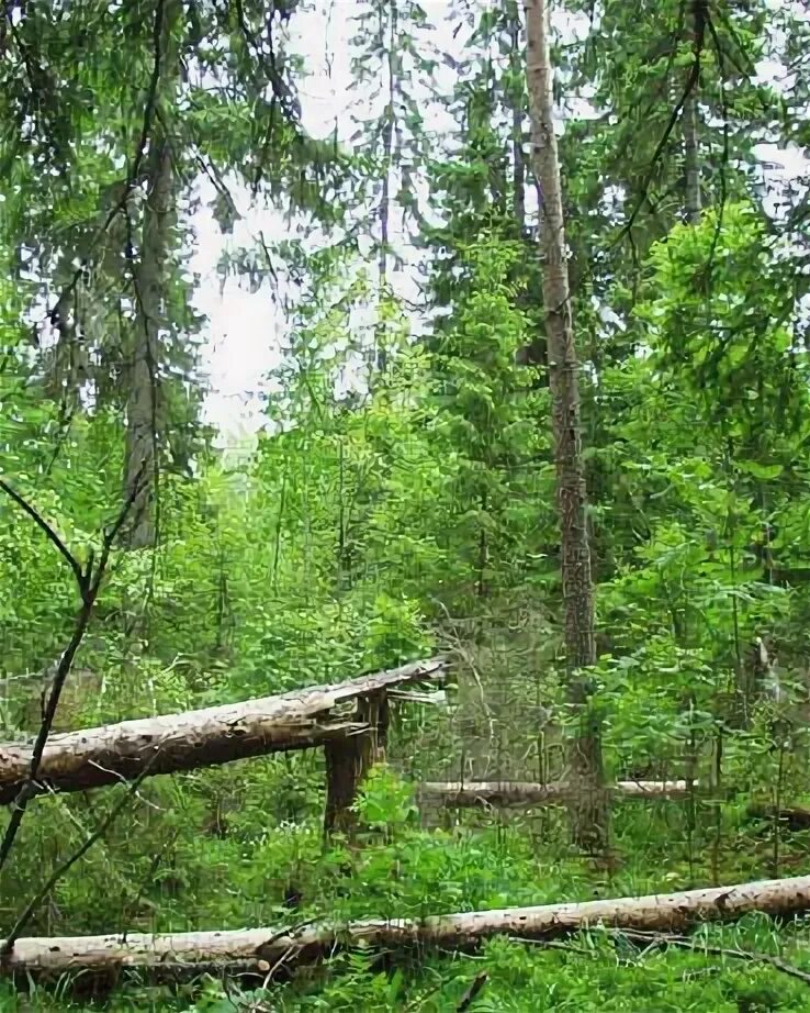 лесное хозяйство новгородской. сосновыйилес великий новгород. лесное хозяйство хвойнинский район. лесное хозяйство новгородской. лесное хозяйство новгородской.