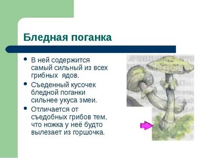 Ядовитые грибы обж 8 класс