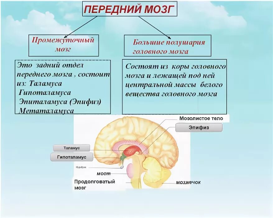 Перечислите функции переднего мозга. Функции промежуточного мозга и большие полушария головного мозга. структуры головного мозга биология 8 класс. функции отделов головного мозга биология 8 класс. промежуточный мозг строение и функции 8 класс.