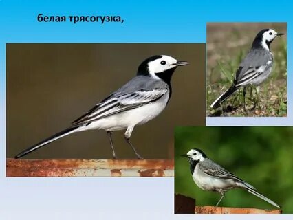 Трясогузка перелетная птица