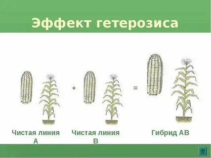 Скрещивание разных линий растений