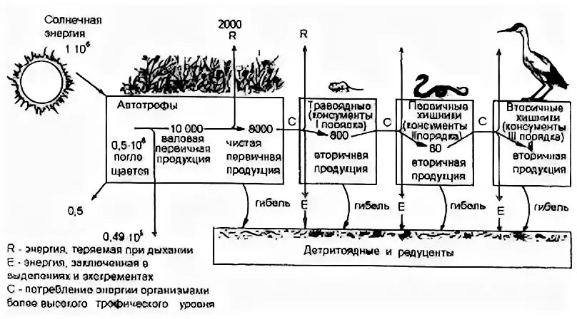 Трофические уровни первичной продукции. Трофические уровни экосистемы. Пирамида биомассы 3 пищевой цепи. Биологическая продуктивность экосистем. Трофические уровни первичной продукции.
