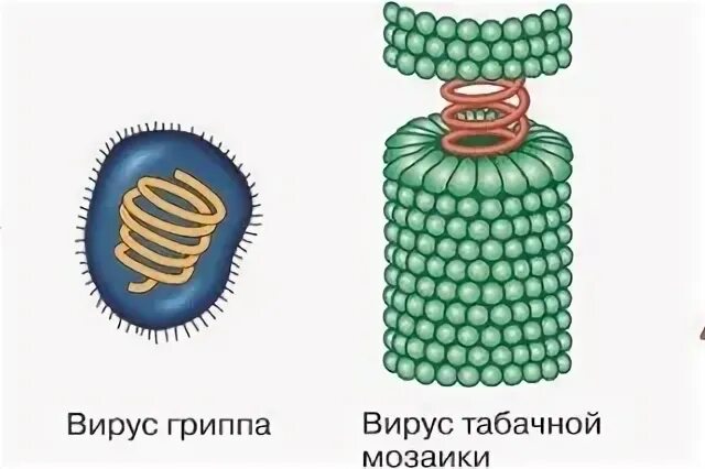 Вирусы проходят через бактериальные фильтры