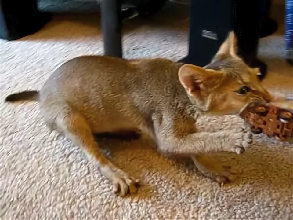 Коты лучше собак. Гибрид кошки и собаки. Гибрид кошки и собаки. Гибрид кошки и собаки. Гибрид кота и собаки.