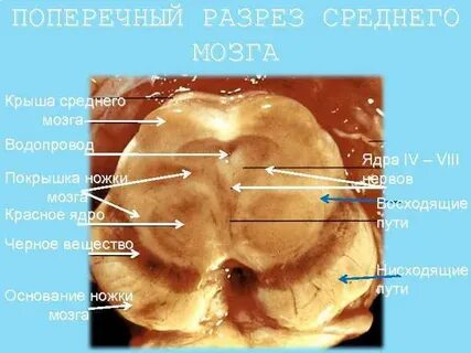 Средний срез
