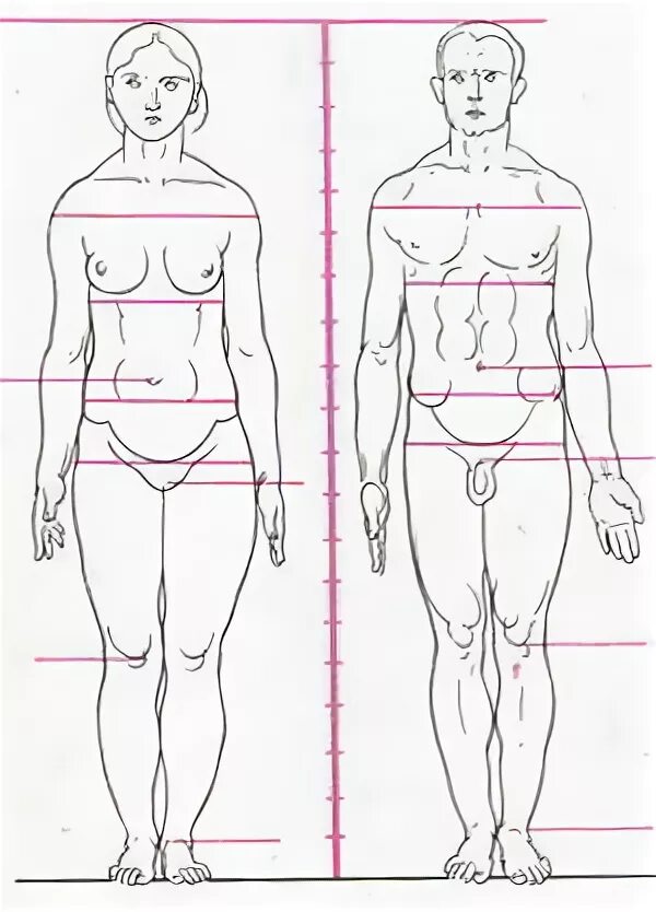 Различия женской и мужской фигуры. Пропорциональность тела мужчин и женщин. Различие мужского и женского тела. Пропорции мужского и женского тела. Тест 5 линий