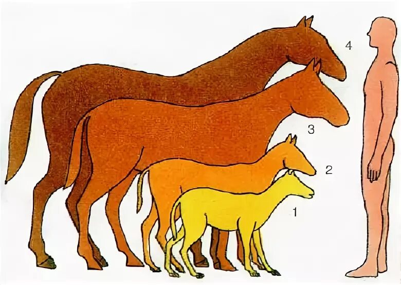 Где произошли лошади. Предки лошадей. Эволюция предков лошади. Первые лошади. Лошади. Эволюция лошадей.
