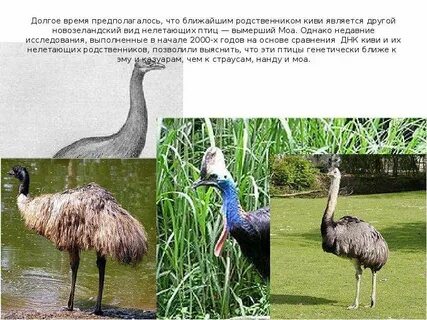 Ближайшие родственники птиц
