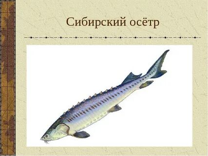 Сибирский осетр красная книга