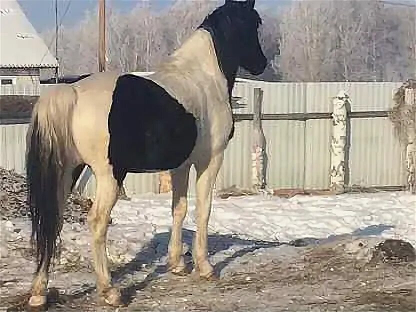 Лошади омской обл. Продам лошадь в омске показать цену. Лошади омской обл. Омск лошади. Орловский конезавод.