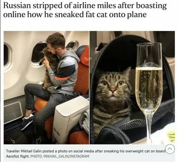 Коты бро