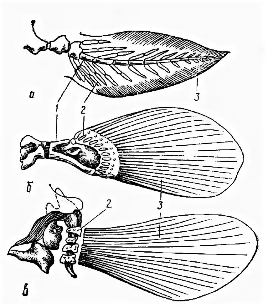 Скелет рыб пояс передних конечностей. Скелет поясов конечностей рыб. Строение передних конечностей рыбы. Грудной пояс с плавником костистых рыб. Скелет поясов конечностей у рыб.