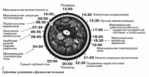 Часы гормонов