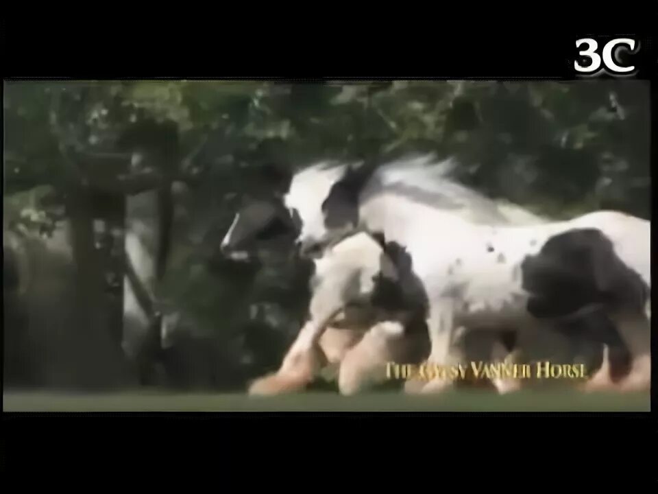 Horse jumper of love. Лошади видео для детей. Мистер хэндс и лошадь. Лошади реклама bud. Ролики с лошадьми.