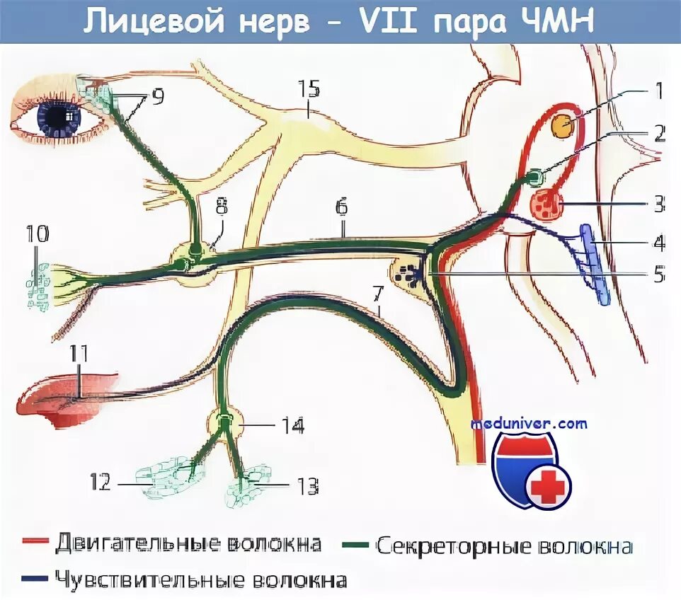 7 черепной нерв. Ход 7 пары черепных нервов. Лицевой нерв 7 пара ЧМН. Ветви 7 пары черепных нервов. Анатомия 7 пары черепных нервов.