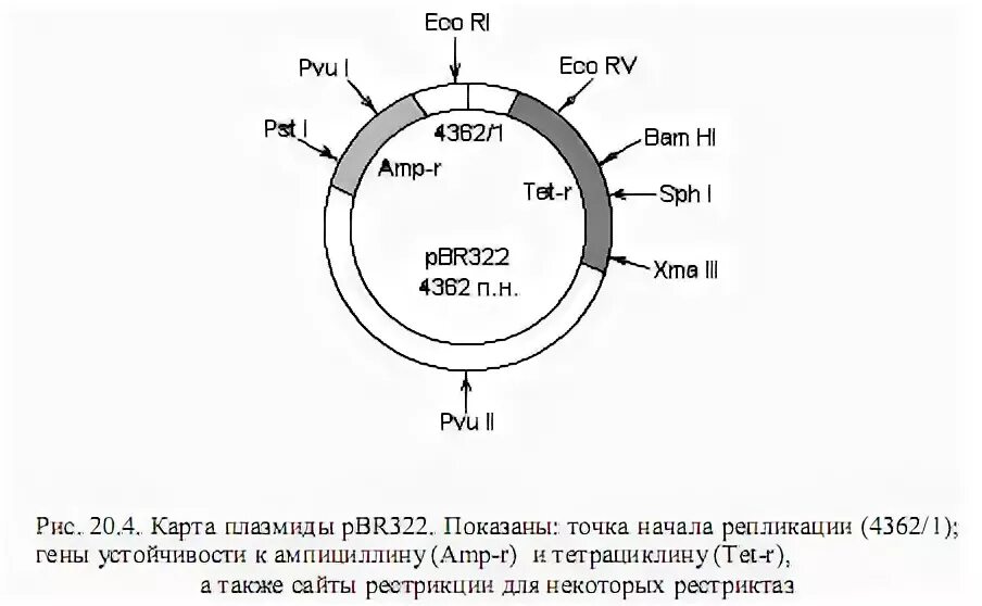 Ген резистентности. Схема строения плазмиды pbr322. Плазмиды PBR. Pbr322 генетическая карта. Вектор на плазмида pbr322.