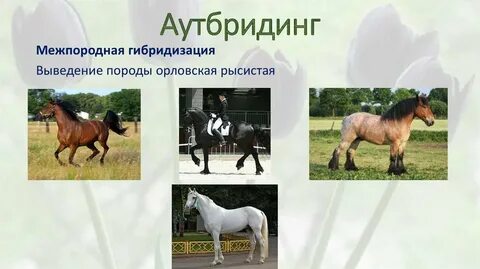 Аутбридинг