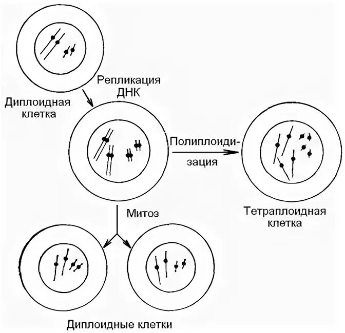 Образуются полиплоидные клетки