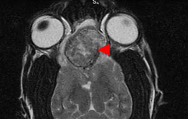 Опухоль мозга у собак. Опухоль головного мозга у собак. 1-5-1 Опухоль. Опухоль мозга у собаки мрт.