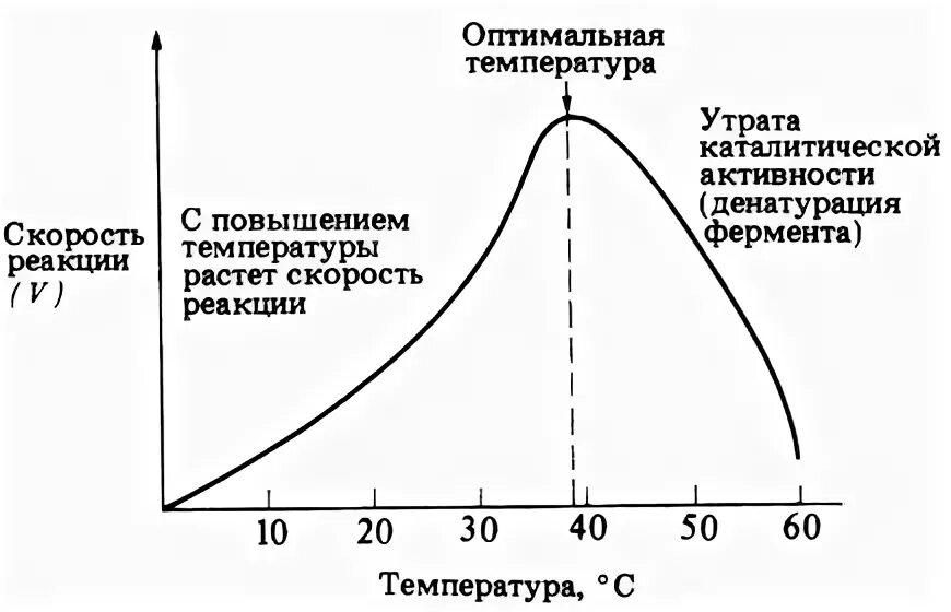 Термостабильность ферментов. Влияние температуры на активность амилазы. Влияние температуры на амилазу слюны. Оптимальная температура для ферментативной реакции. Влияние температуры на активность амилазы слюны.