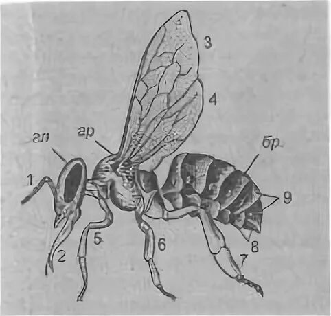 Окраска тела пчелы