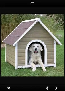 Dog house на деньги