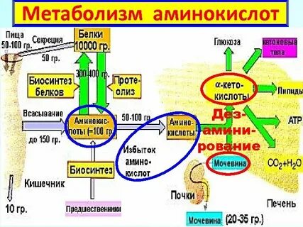 Метаболиты аминокислот