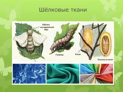 Ткани впервые появились у