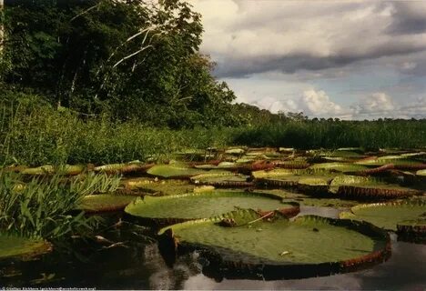 Почвы в реке амазонка