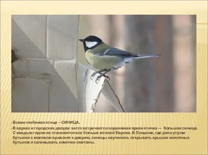 Птицы сообщение 8