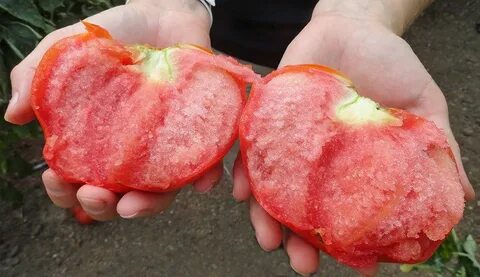 Самый ранний сладкий томат