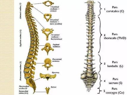 Сделайте анализ терминов по тэ osteologia pathologia