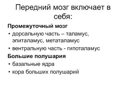 Местоположение больших полушарий переднего мозга кратко