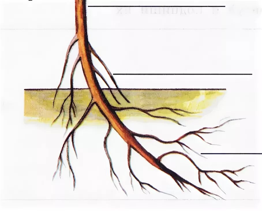 Боковой главный придаточный корневой. Боковые и придаточные корни. Придаточные боковые и главный корень. Придаточные корни и боковые корни.
