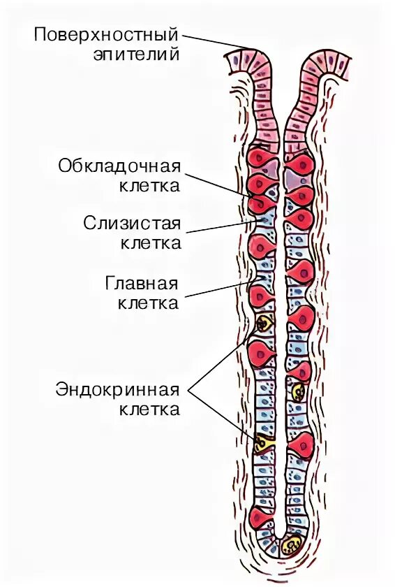 Фундальные железы желудка. Клеточный состав желез желудка. Главные и обкладочные клетки желудка. Клетки фундальных желез желудка. Клетки слизистой желудка вырабатывают