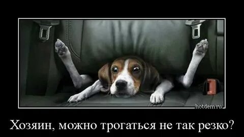 Можно быть хозяином