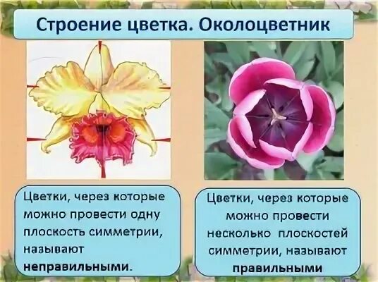 Тип тюльпана по симметрии. Актиноморфный околоцветник. типы симметрии цветка. симметричный цветок. типы симметрии околоцветника.