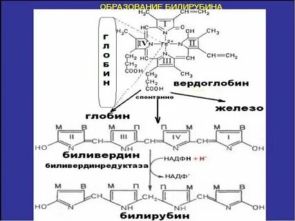 Образование билирубина