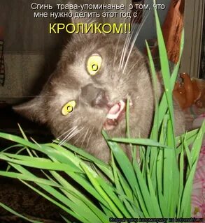 Сколько бед ты наделала