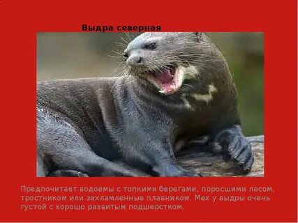 Выдра слова