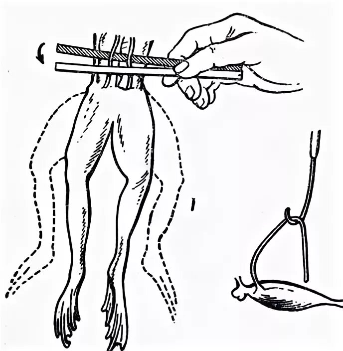 Эксперимент с лягушкой. Спинальная лягушка. Первый опыт луиджи гальвани. Препарирование лягушки гальвани. Эксперимент с лягушкой.