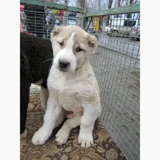 Авито щенки алабая
