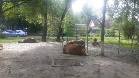 Лошади брянска