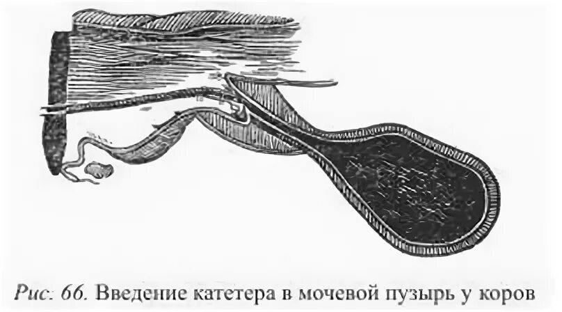 Катетеризация мочевого пузыря у коровы. Катетеризация мочевого пузыря у крч. Катетеризация мочевого пузыря у животных. Катетеризация уретры мочевого пузыря у коров. Операция мочевой пузырь собака