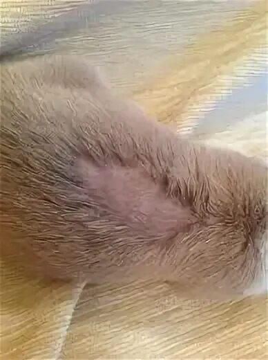 Почему падает шерсть. Блошиный дерматит у кошек. Вычесывание кошек британцев. Стригущий лишай у декоративного кролика. Почему падает шерсть.