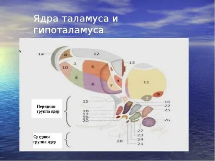 Ядра таламуса гипоталамуса